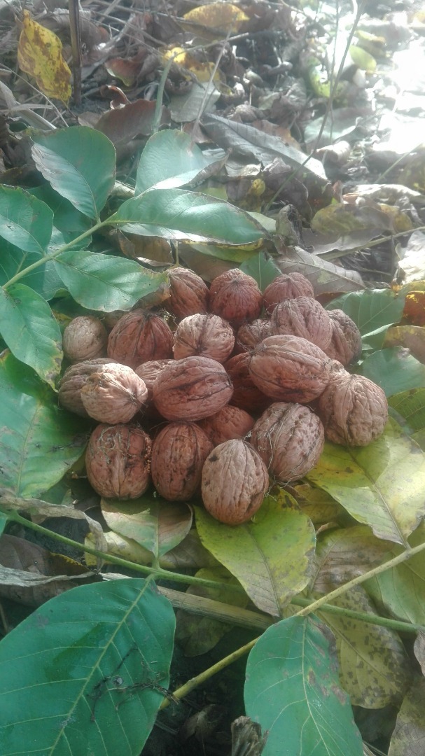This year's walnuts are big from your own garden