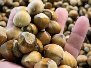 Hazelnut harvest for sale 2021, dried, clean, disguised. Catalan,