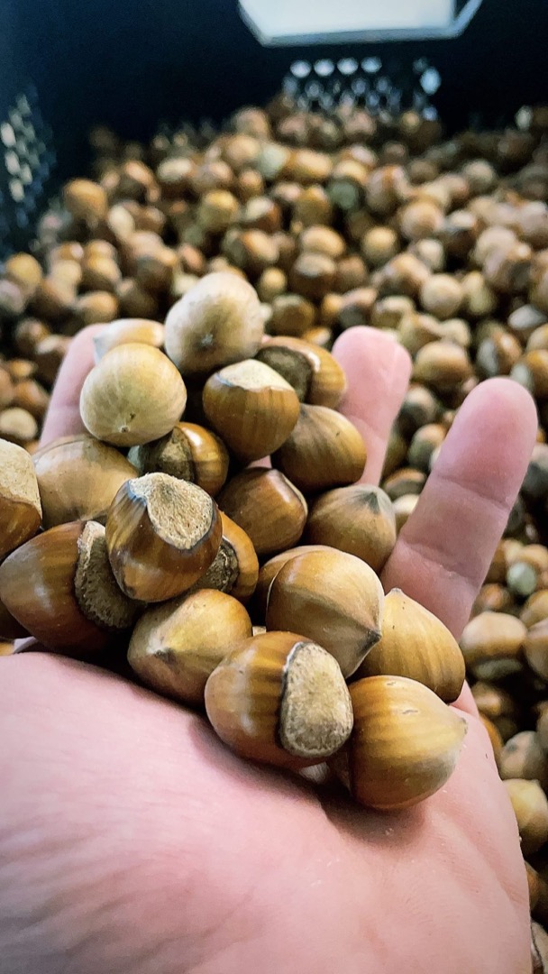 Hazelnut harvest for sale 2021, dried, clean, disguised