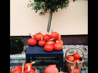 I have Hokkaido Pumpkins without artificial fertilization or plant