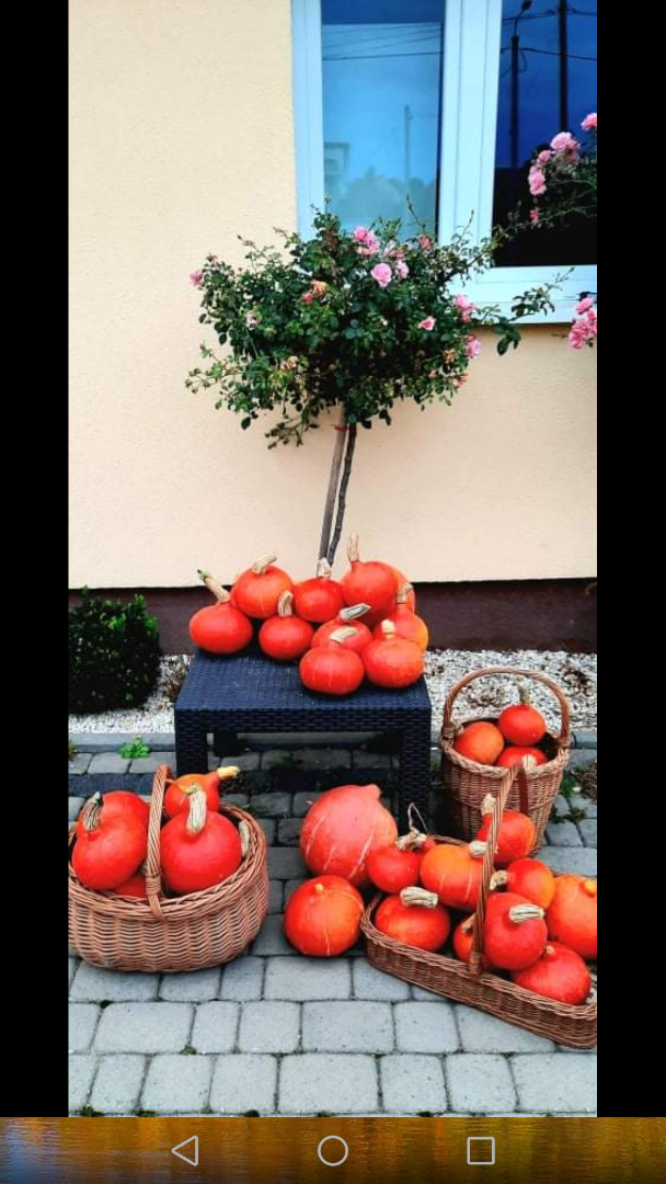 I have Hokkaido Pumpkins without artificial fertilization or plant protection products