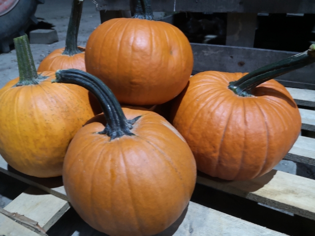 I will sell gomez pumpkins