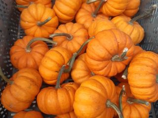 White and orange babyboo pumpkin.