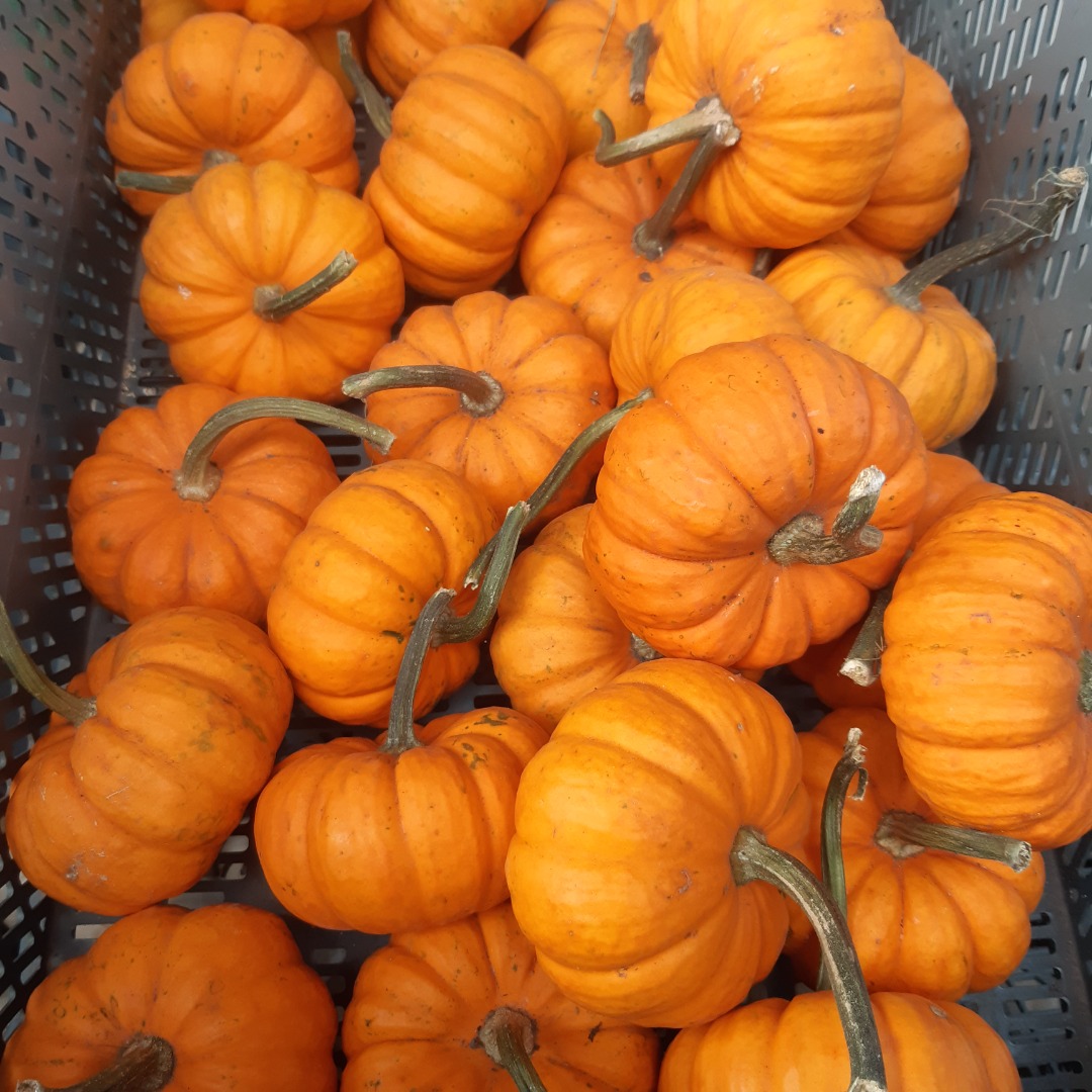 White and orange babyboo pumpkin