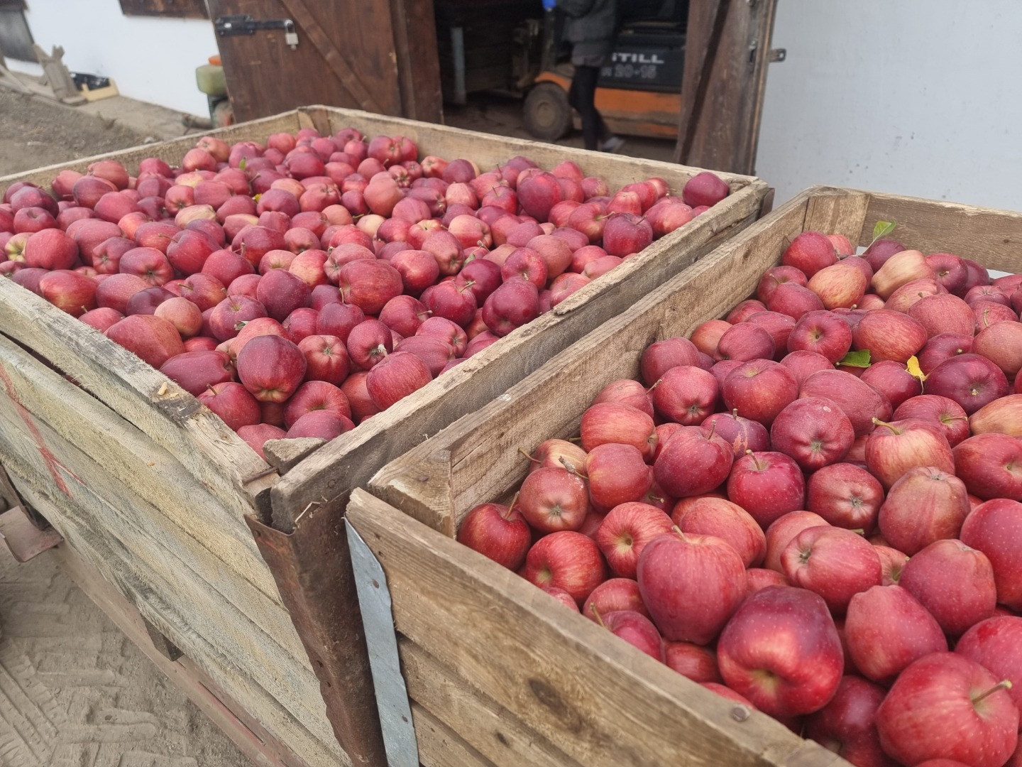 Idared apples plus other varieties