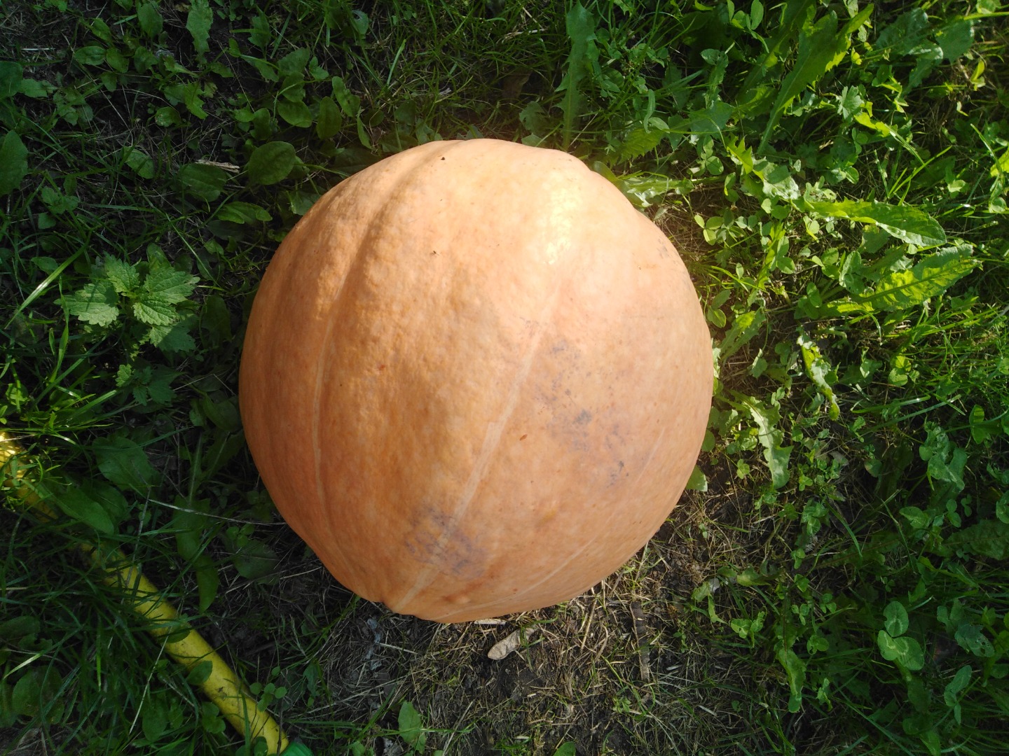 Pumpkin Otylia weight 6-20 kg nice thick flesh weeding by hand without spraying packed in big bags