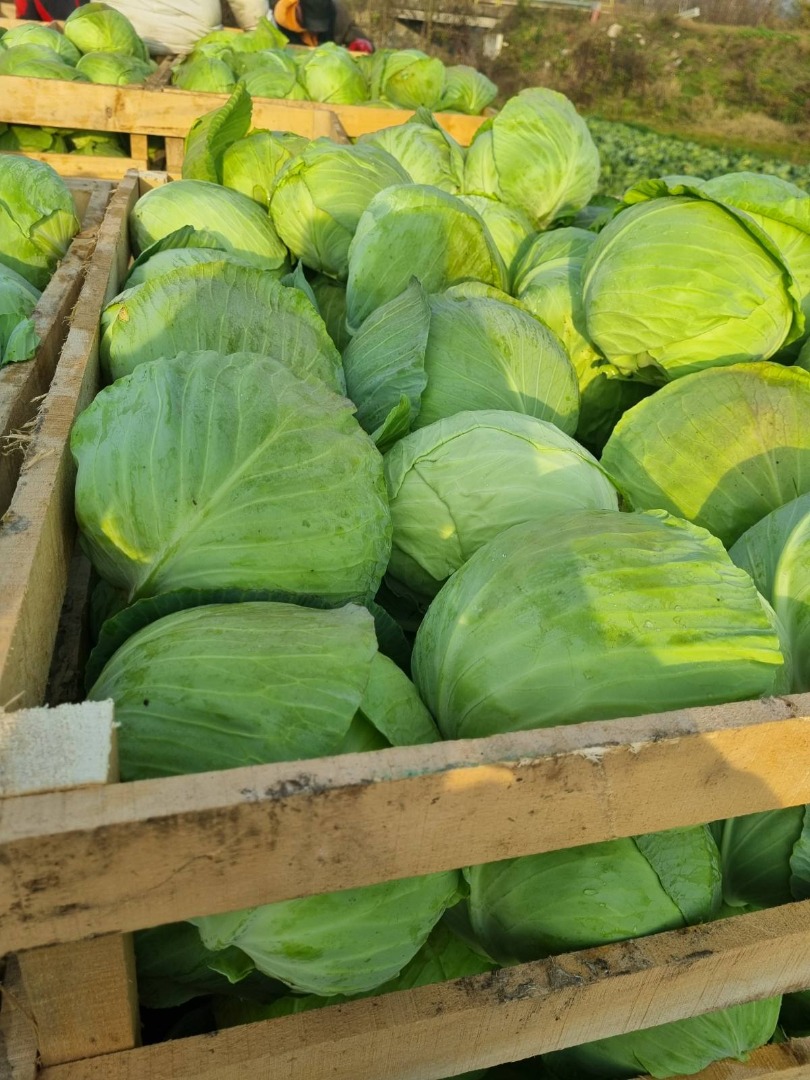 Brokoli, prizvod Srbija