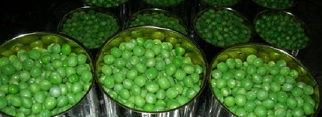 Sprzedam groszek zielony w puszce (400 g)