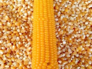 Good Quality Animal Feed Yellow Corn Maize Corn (maize)