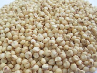 Sorghum is a genus of annual and perennial herbaceous