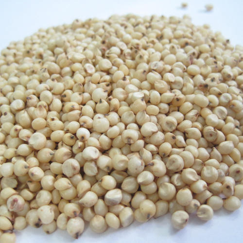 Sorghum is a genus of annual and perennial herbaceous plants of the family of cereals, or bluegrass