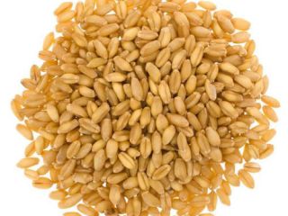 We are bracketed with the top most Wheat Grain