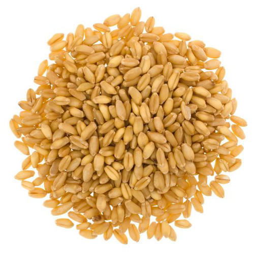 We are bracketed with the top most Wheat Grain Manufacturers and Suppliers from UK