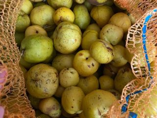 I will sell about 3 tons of unsorted quince,