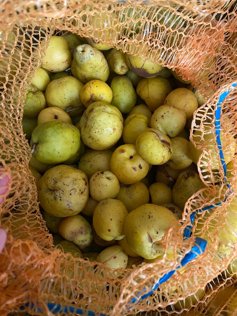 I will sell about 3 tons of unsorted quince, perfect for juices