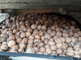 I will sell walnuts for PLN 2.50 per kg