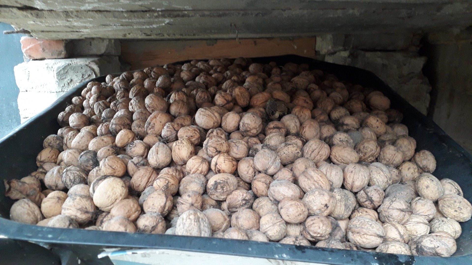 I will sell walnuts for PLN 2.50 per kg
