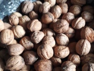 I will sell walnuts price PLN 2.50 per 1
