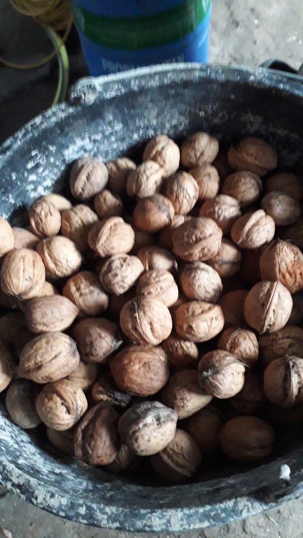 I will sell walnuts price PLN 2.50 per 1 kg muj ..