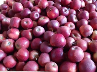 I will sell about 40 tons of prince. Size