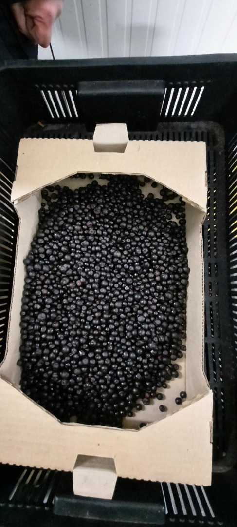 I will sell forest berries from Belarus, frozen, Kl 1 - TIR quantities
