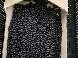 I will sell forest berries from Belarus, BIO frozen