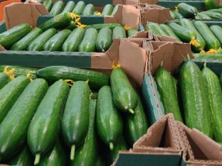 I will sell greenhouse cucumbers from Belarus, smooth, long.
