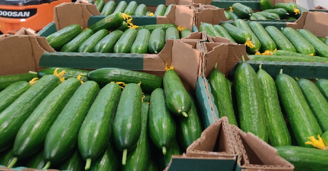 I will sell greenhouse cucumbers from Belarus, smooth, long