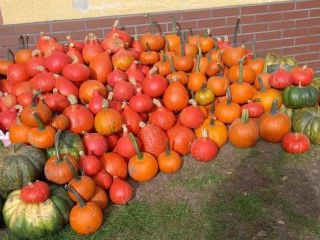 Gomez hokkaido muskat pumpkin