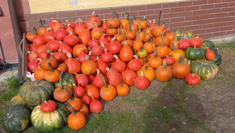 Gomez hokkaido muskat pumpkin