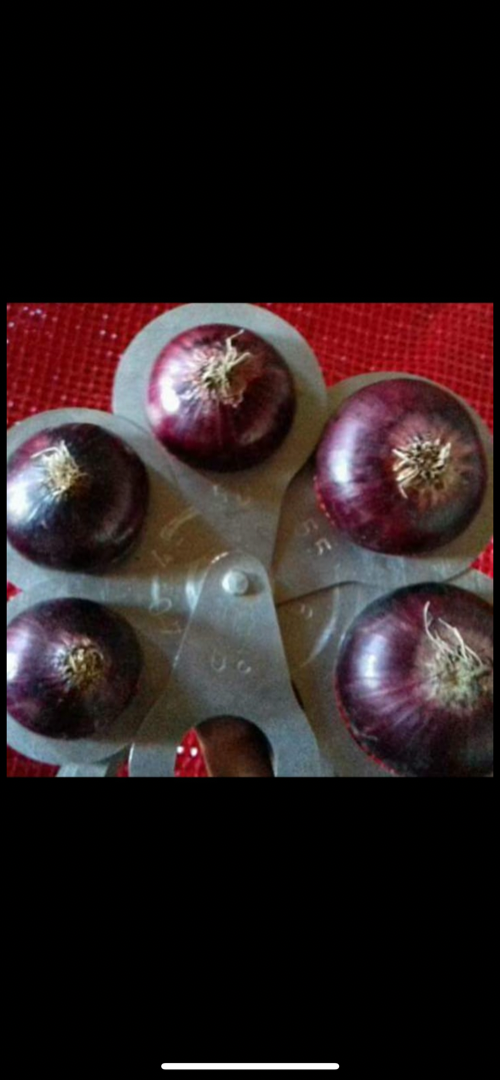 Red onion calibrated 40-90