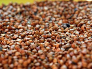 Organic Buckwheat