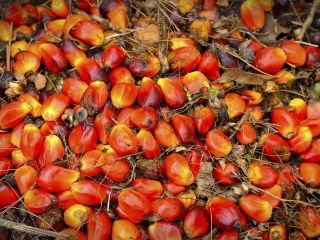 palm oil for cooking, biodiesel and other uses We