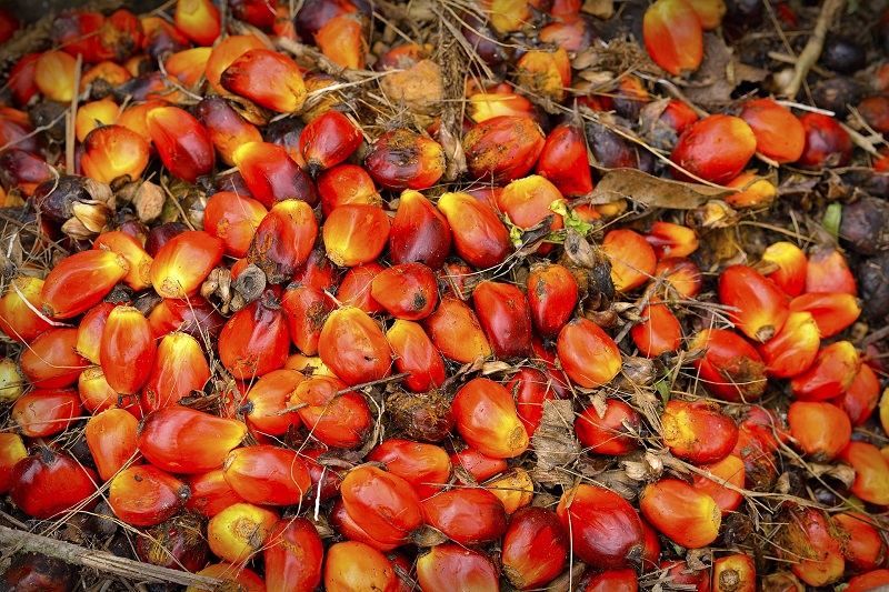 palm oil for cooking, biodiesel and other uses We are located in Malaysia, we have our own mill, plantation, refinery and warehouse located in Malaysia