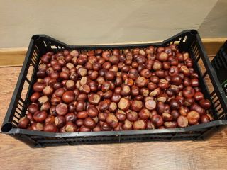 Hello, I have for sale about 100 kg of