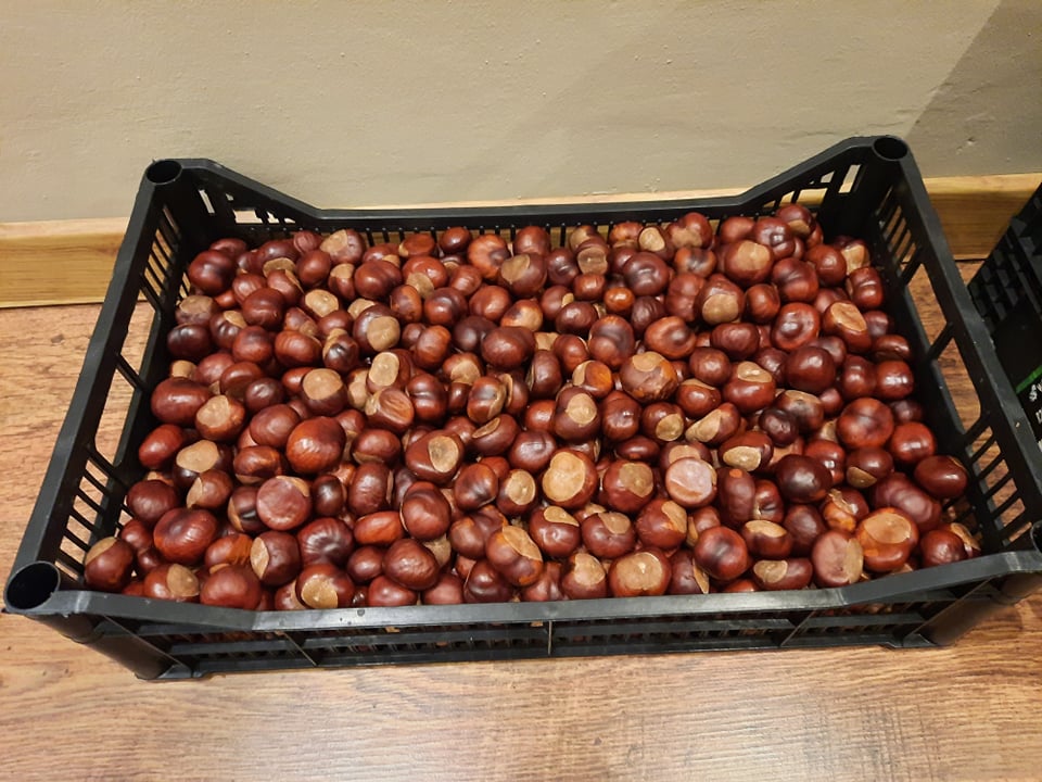 Hello, I have for sale about 100 kg of chestnuts harvested 2 weeks ago, the chestnut has been washed and dried so that it does not grow mold and can be easily