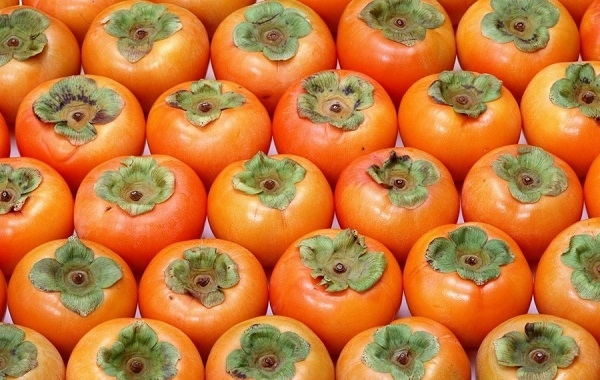 QUALITY Persimmon ALL INFORMATION BY AND TELEGRAMS