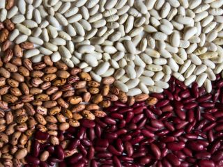 Beans from Ukrainian fields We offer beans from Ukrainian