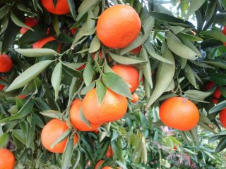 Laverida will sell Spanish clementines. Fruit straight from the