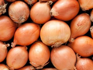 Remark:Plump, clean, shiny, unspoiled Supply period:all year around Harvest