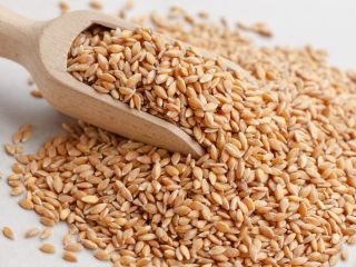 Specifications: 1. Quality of 11.5 wheat Test Weight 77
