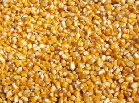 White Maize (Non GMO White Corn) and dried Yellow corn Dried Yellow Maize : Price: USS $250 - 300 / Metric Ton Specification: Commodity Yellow maize Admixture: