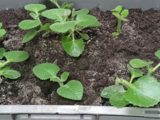 Hello, I have to offer Mexican mint seedlings and