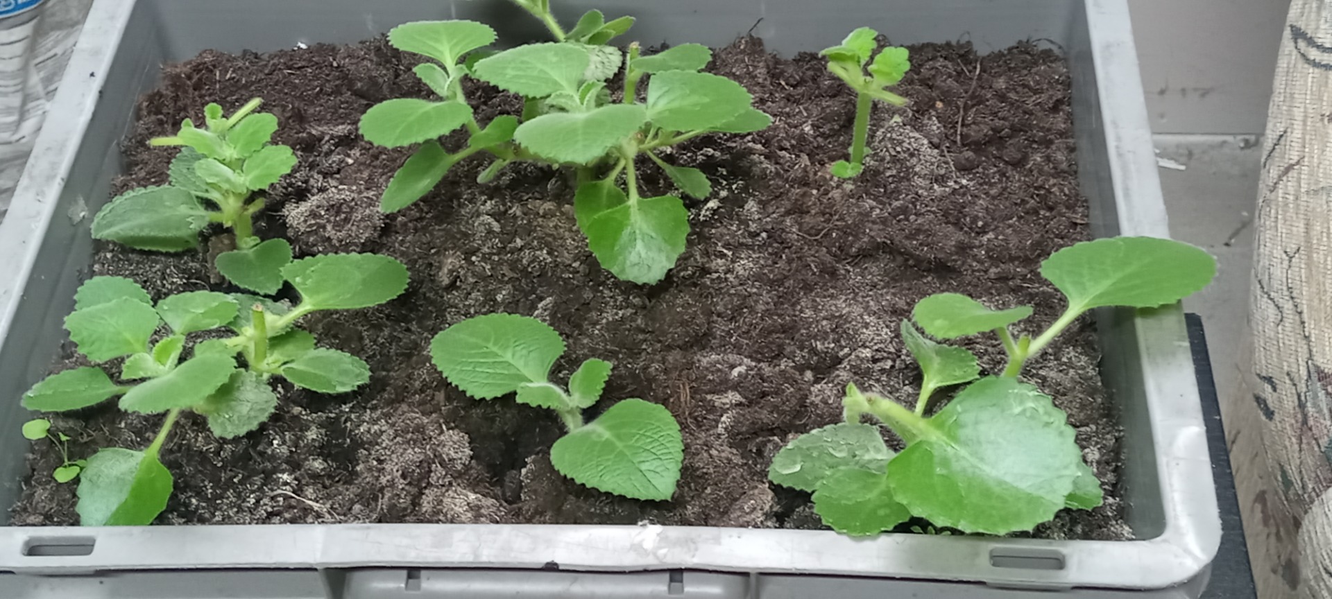 Hello, I have to offer Mexican mint seedlings and larger bouquets, if you are interested, please contact me