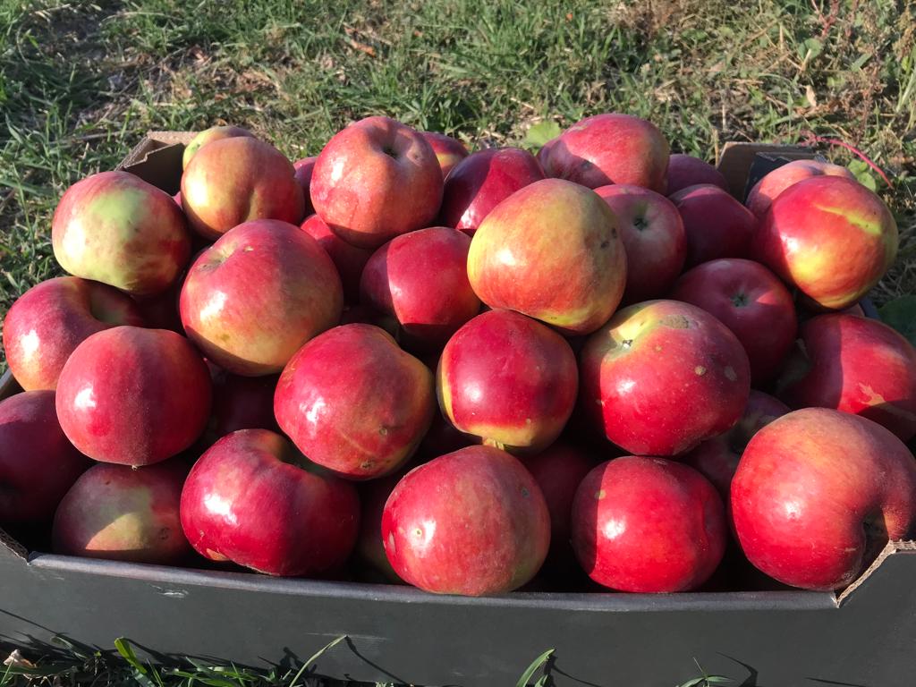 I sell apples in large quantities for consumption or juice
