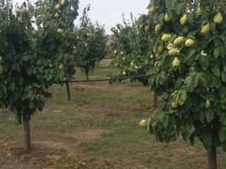 Crivobara orchard offers quinces for sale and processing. The