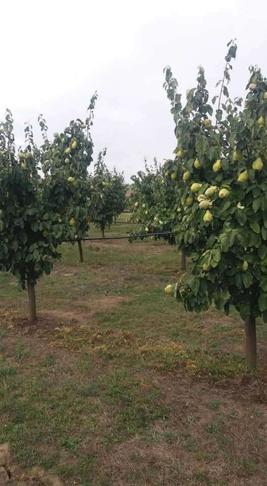 Crivobara orchard offers quinces for sale and processing
