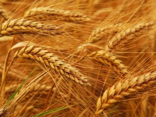 We buy feed wheat, wet (with any moisture), with