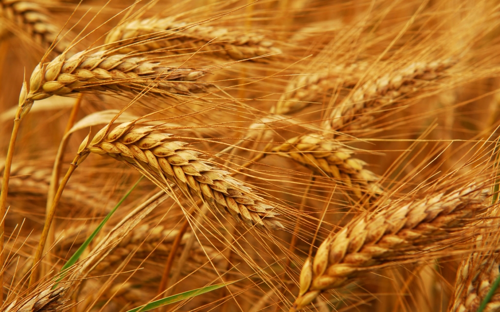 We buy feed wheat, wet (with any moisture), with the smell of wormwood, substandard, etc., as well as we buy feed, wet barley, barley and wheat grain waste