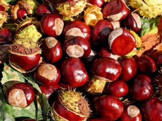 I am selling about 80 kg of chestnuts harvested